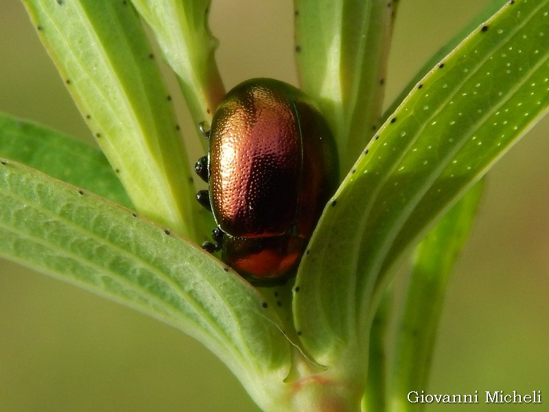 Chrysolina?... Chrysolina sp.